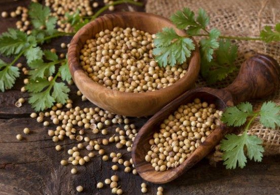 Coriander seeds exporter India Madhya Pradesh