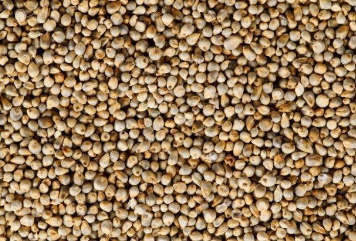 Bajra Pearl Millet