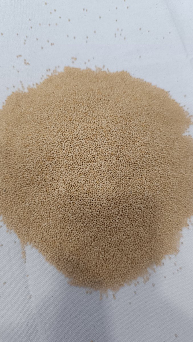 Yellow Mustard Seeds exporter India